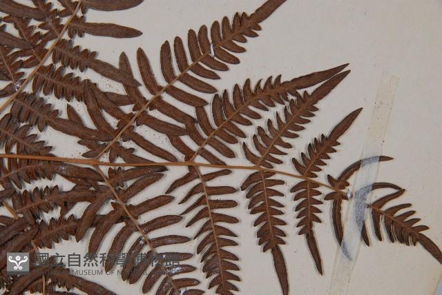 蕨藏品圖，第3張