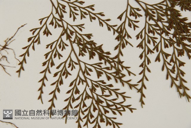 骨碎補鐵角蕨藏品圖，第3張