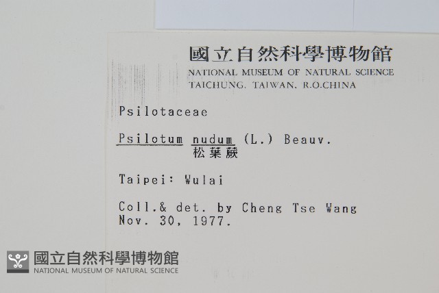 松葉蕨藏品圖，第2張