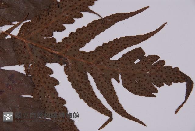 條裂三叉蕨藏品圖，第3張