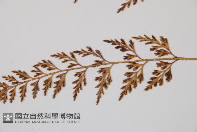 威氏鐵角蕨藏品圖，第3張