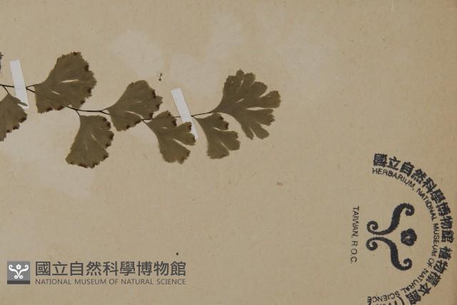 鐵線蕨藏品圖，第3張