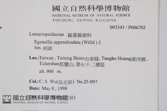 刺蕨藏品圖，第2張