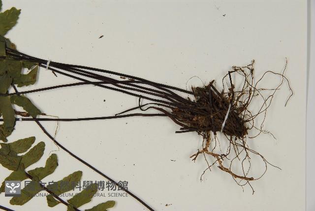 生芽鐵角蕨藏品圖，第3張