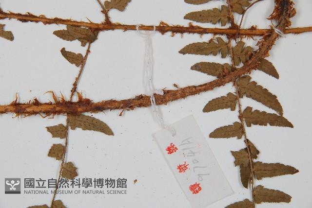 闊鱗鱗毛蕨藏品圖，第3張