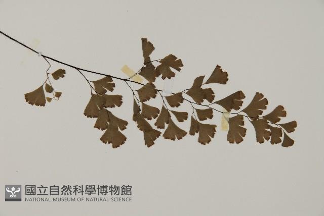鐵線蕨藏品圖，第3張