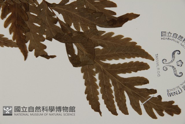 毛葉軸脈蕨藏品圖，第3張