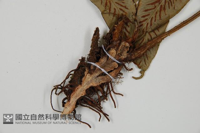 網脈雙蓋蕨藏品圖，第3張