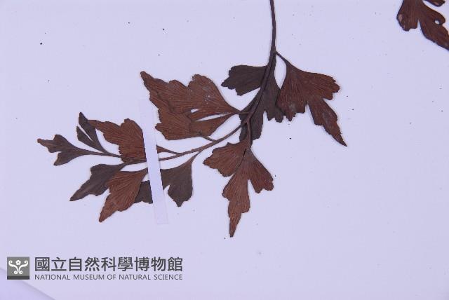 石生鐵角蕨藏品圖，第3張