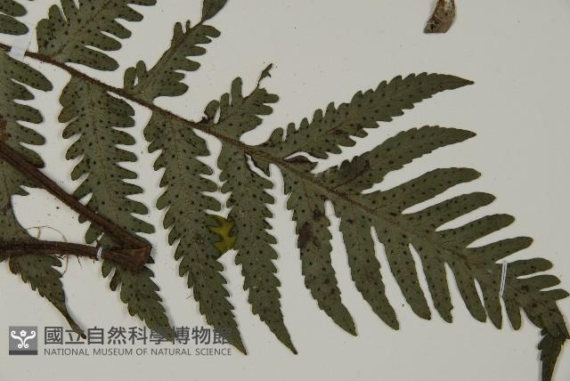 高士佛擬肋毛蕨藏品圖，第3張