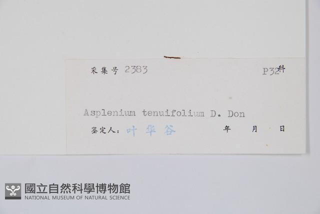 薄葉鐵角蕨藏品圖，第3張