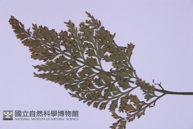 尖葉鐵角蕨藏品圖，第3張