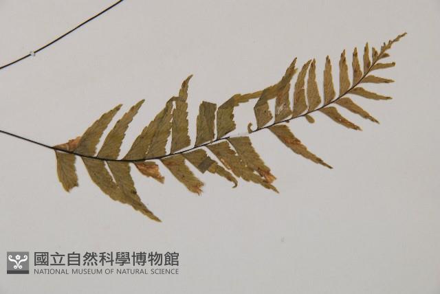 單邊鐵角蕨藏品圖，第3張