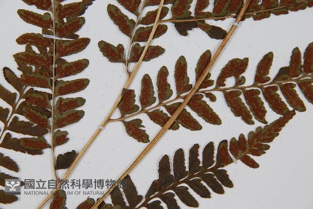 華中介蕨藏品圖，第3張