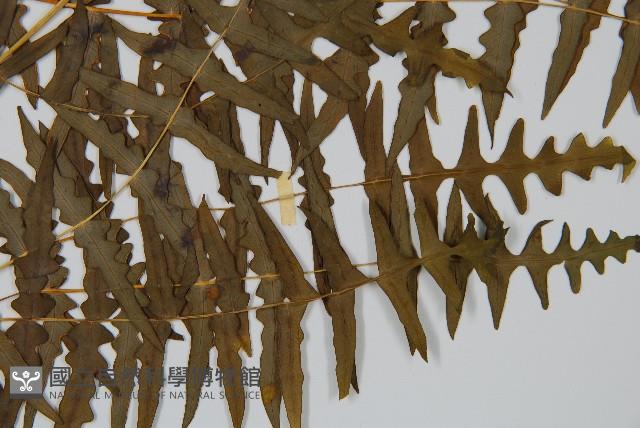 栗蕨藏品圖，第3張