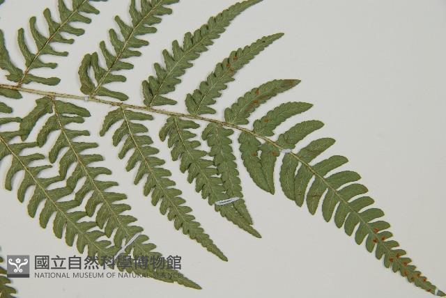 南海鱗毛蕨藏品圖，第3張