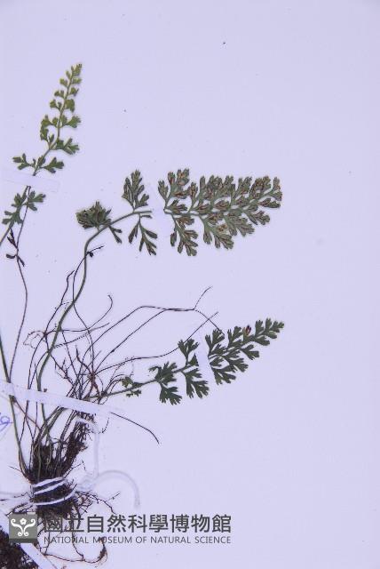 北京鐵角蕨藏品圖，第3張