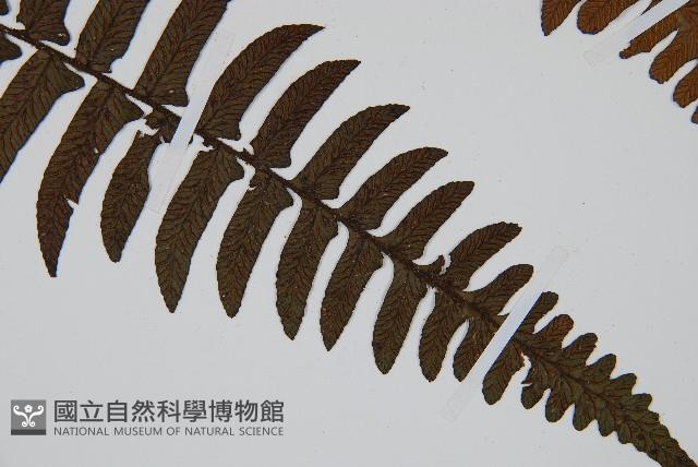 樸氏雙蓋蕨、毛柄蹄蓋蕨藏品圖，第3張