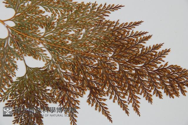 海州骨碎補藏品圖，第3張