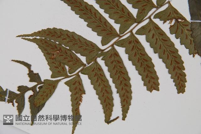 鋸齒雙蓋蕨、線葉雙蓋蕨、刺鱗雙蓋蕨藏品圖，第3張