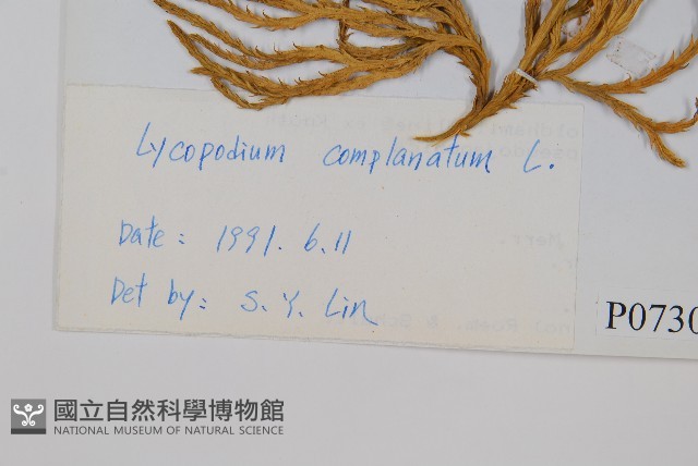 地刷子藏品圖，第2張
