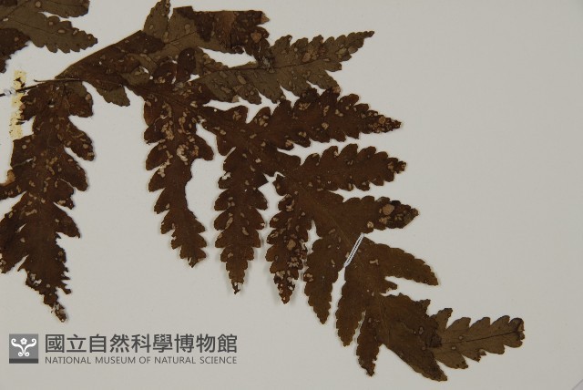 薄葉三叉蕨藏品圖，第3張