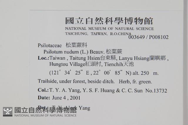 松葉蕨藏品圖，第2張