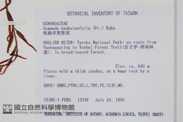 粗齒革葉紫萁藏品圖，第2張