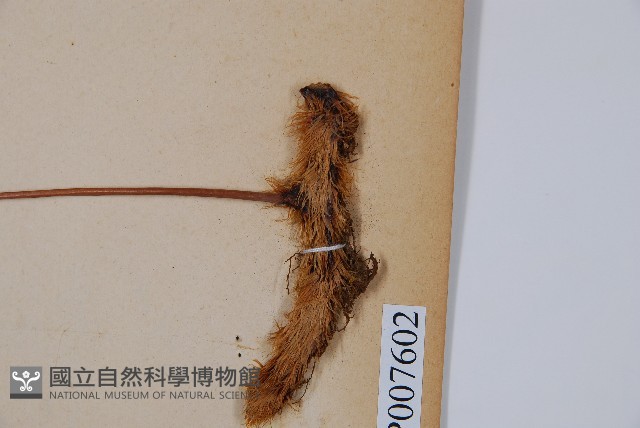 杯狀蓋陰石蕨藏品圖，第3張