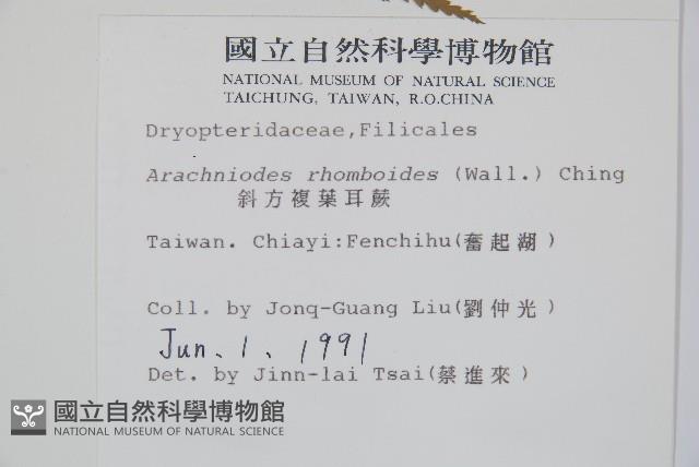 斜方複葉耳蕨藏品圖，第2張