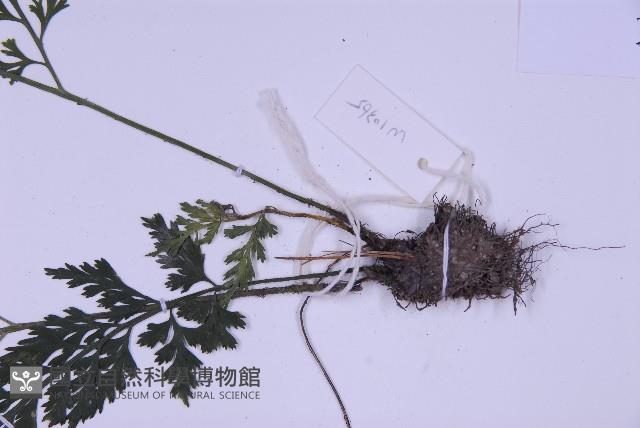 尖葉鐵角蕨藏品圖，第3張