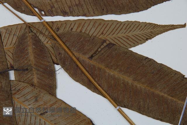 細柄雙蓋蕨藏品圖，第3張