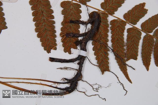 江南短腸蕨藏品圖，第3張