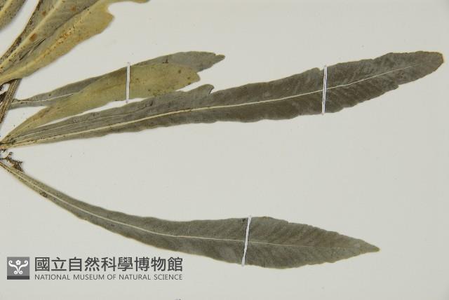 叢葉鐵角蕨藏品圖，第3張