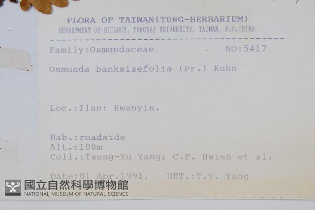 粗齒革葉紫萁藏品圖，第2張