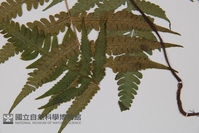東洋蹄蓋蕨、假蹄蓋蕨藏品圖，第3張