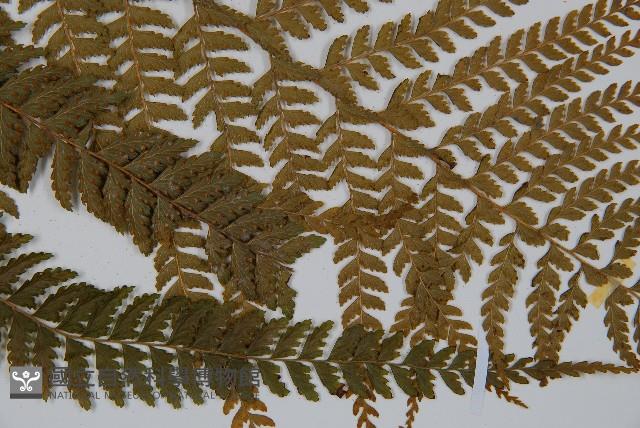 粗毛鱗蓋蕨藏品圖，第3張