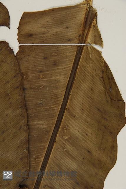 臺灣山蘇花藏品圖，第3張