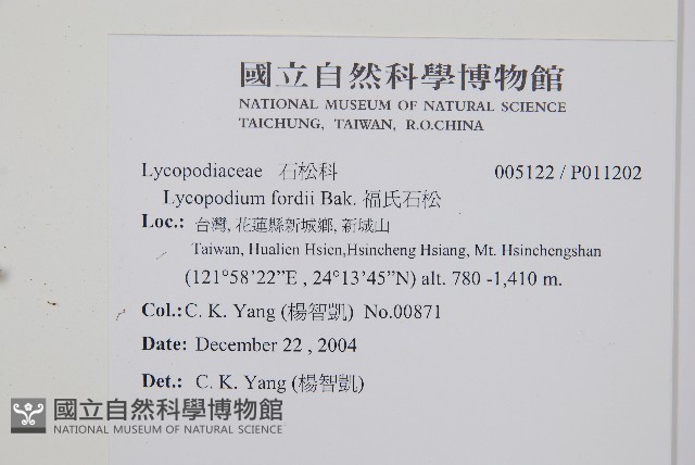 福氏石松藏品圖，第2張