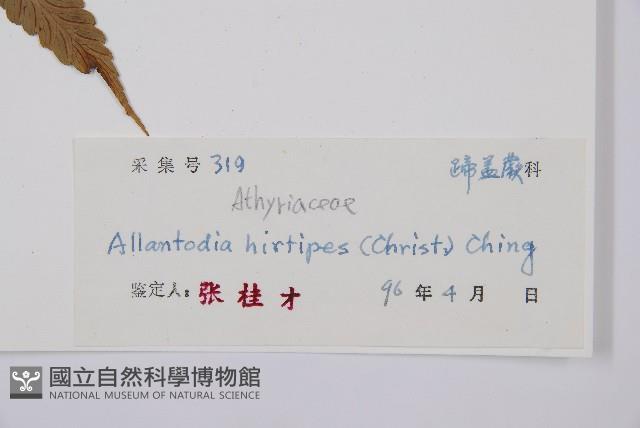 鱗軸短腸蕨藏品圖，第3張