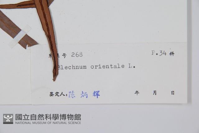 烏毛蕨藏品圖，第2張