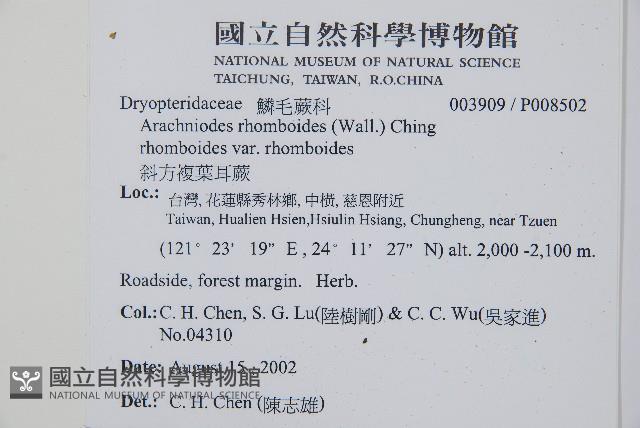 斜方複葉耳蕨藏品圖，第2張