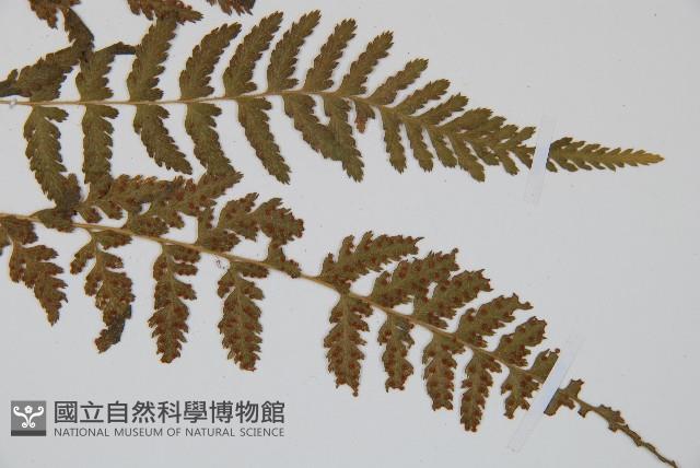 細毛碗蕨藏品圖，第6張