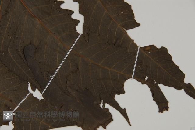 三叉蕨藏品圖，第3張