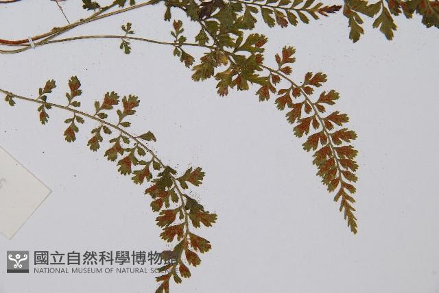 鈍齒鐵角蕨藏品圖，第3張