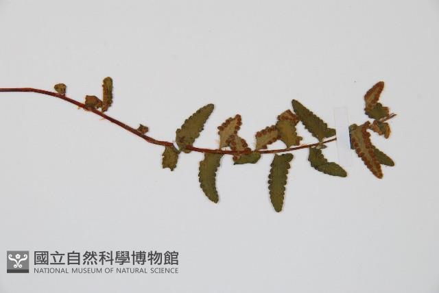 岩蕨藏品圖，第6張