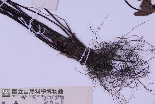 生芽鐵角蕨藏品圖，第3張