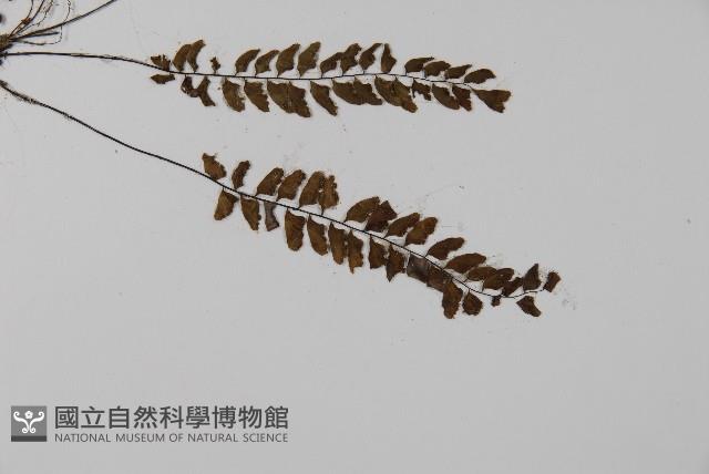 愛氏鐵線蕨藏品圖，第3張