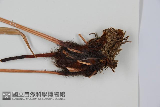 烏毛蕨藏品圖，第3張