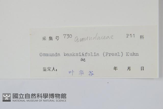 粗齒革葉紫萁藏品圖，第1張